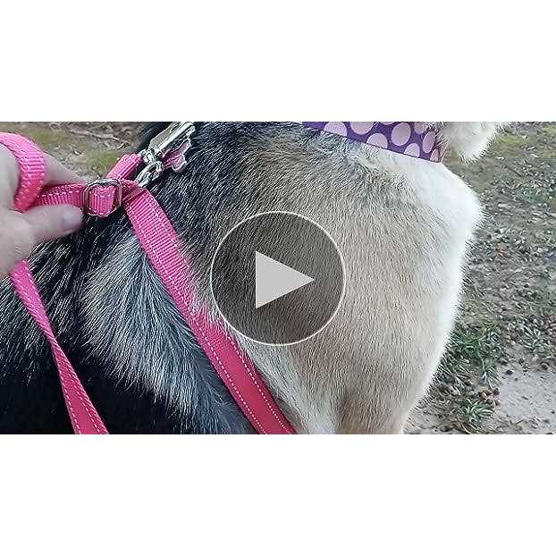 Dog Leash J86579