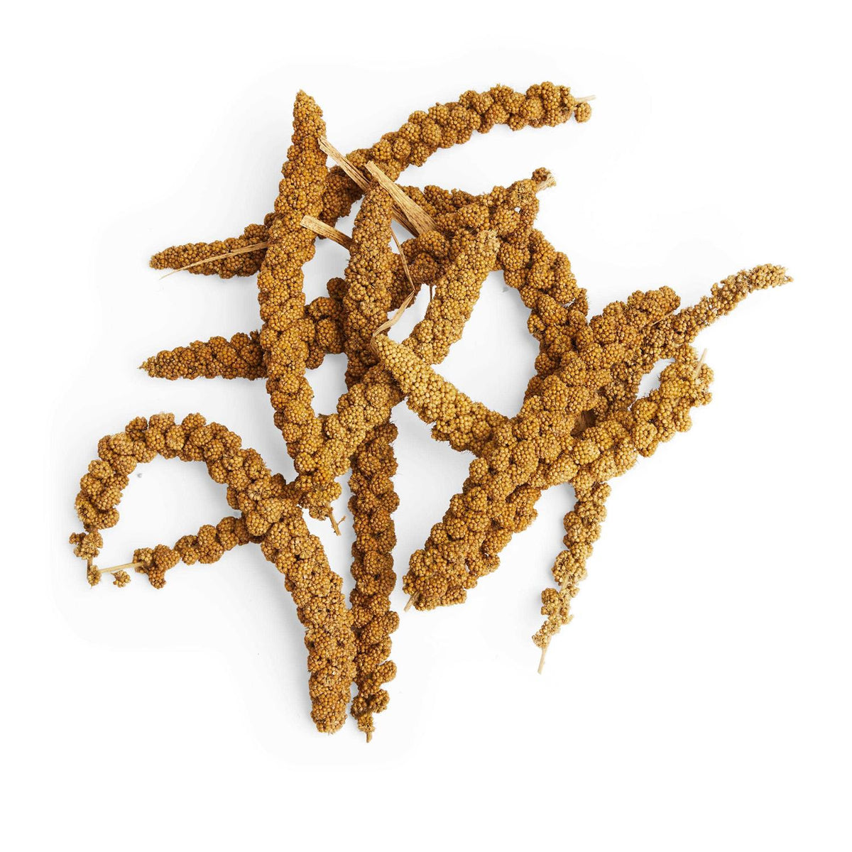 Spray Millet Q591944