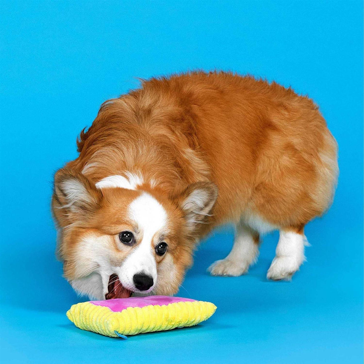 Toaster Pastry Dog Toy W647