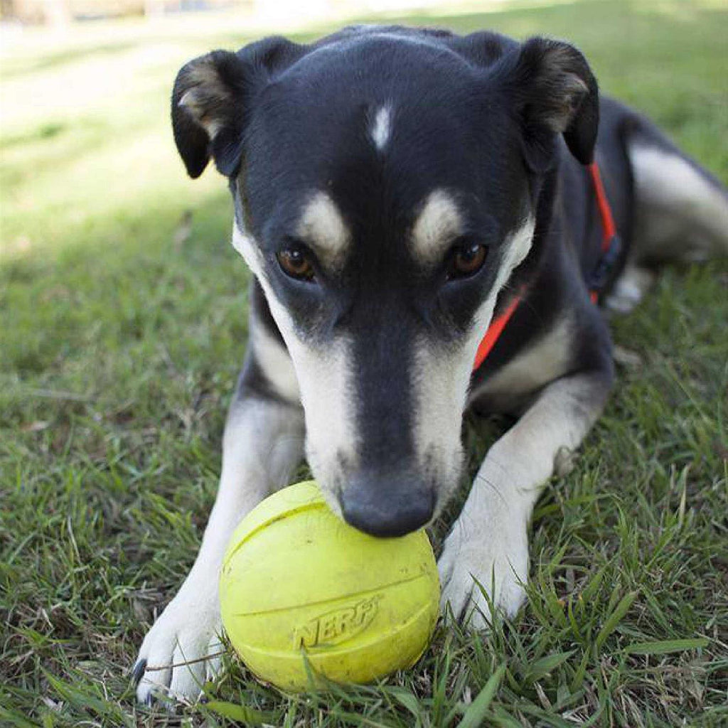 Dog Ball Dog Toy U885513