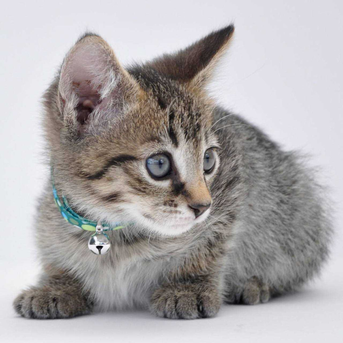 Adjustable Breakaway Kitten Collar M34404