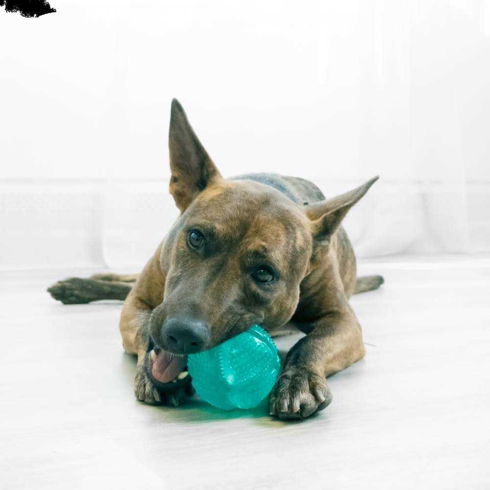Dental Ball Dog Toy Y7378
