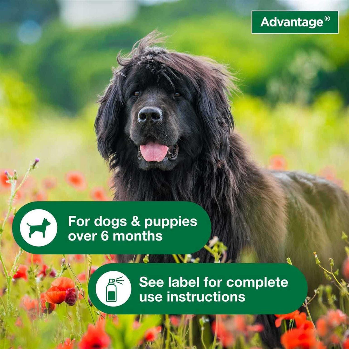 Flea & Tick Treatment Spray for Dogs W535950