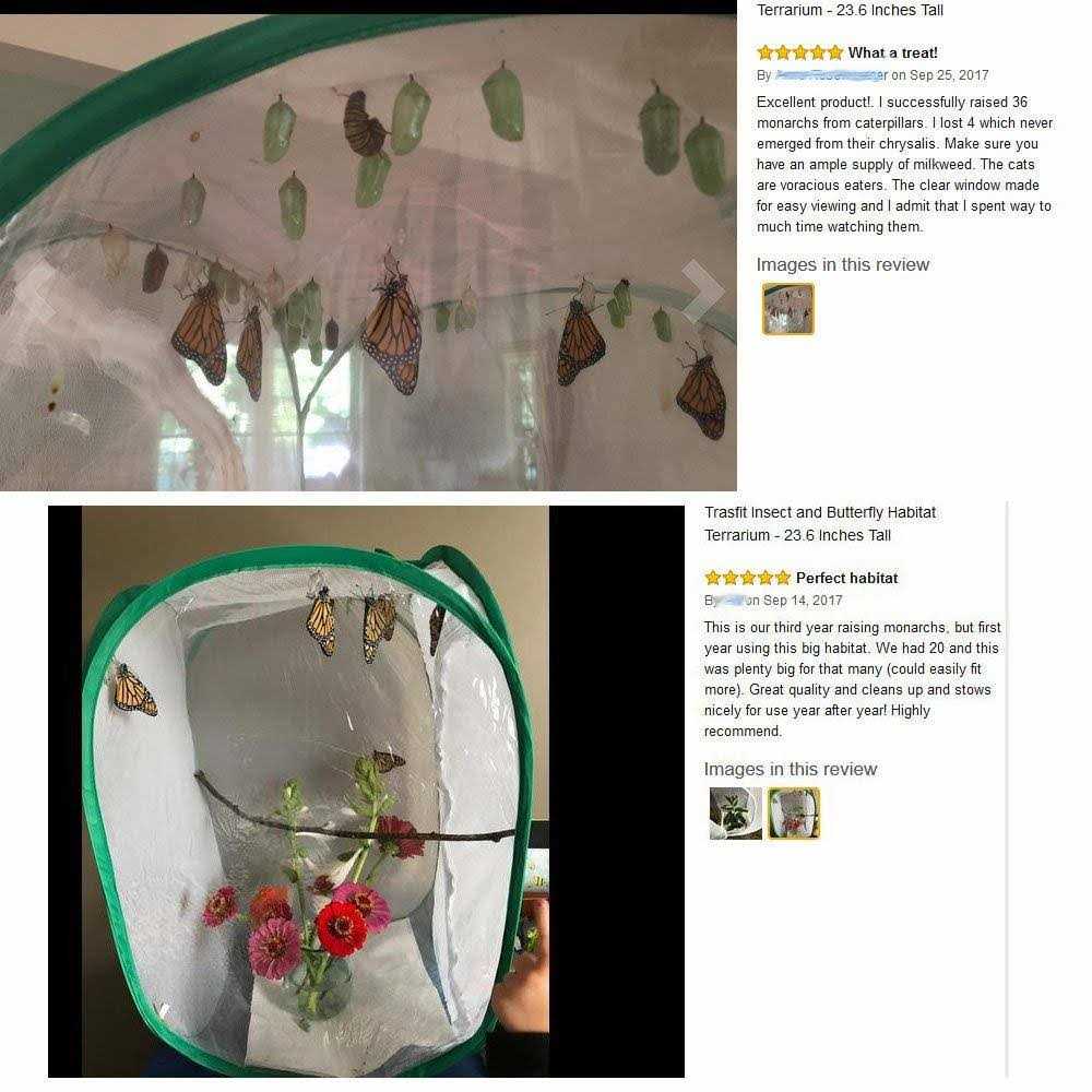 Insect and Butterfly Habitat Terrarium V566