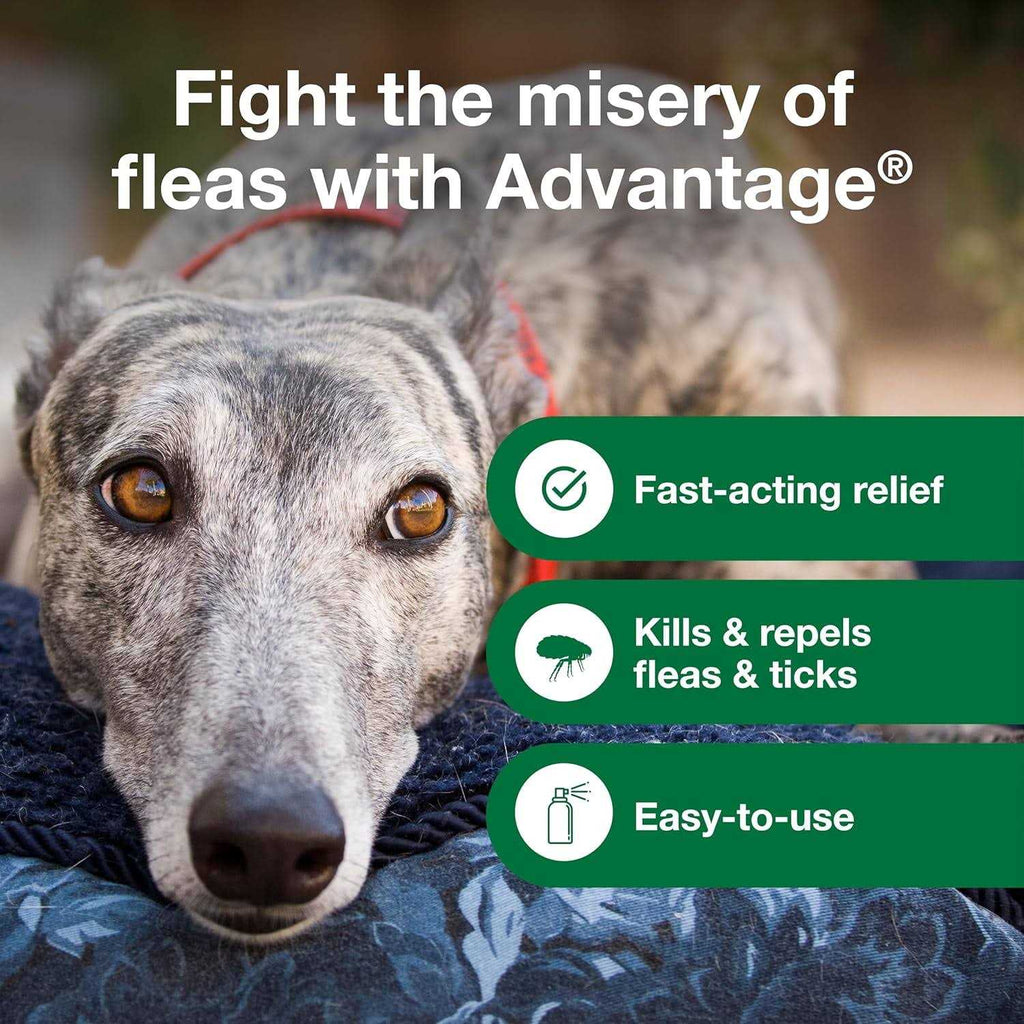 Flea & Tick Treatment Spray for Dogs W535950