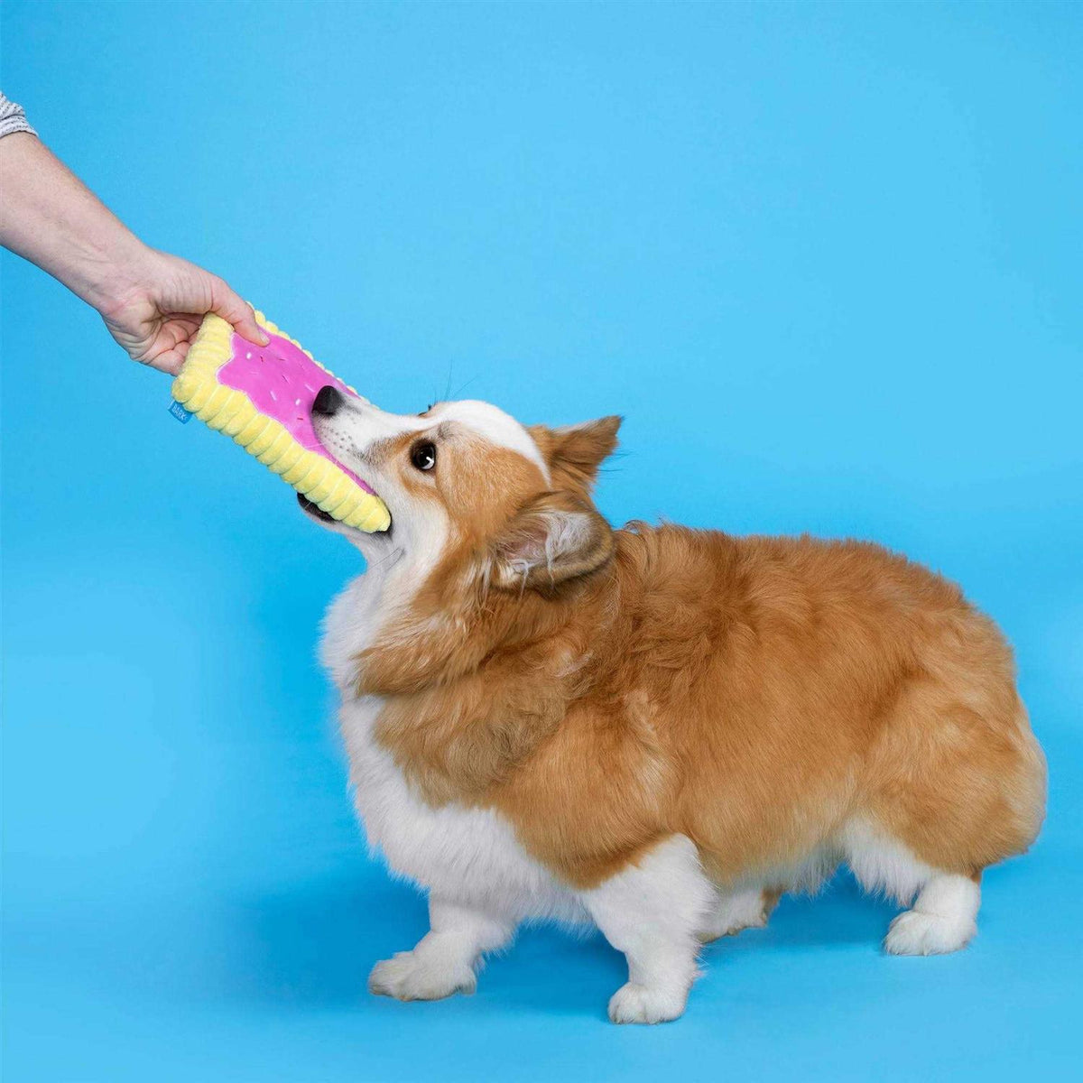 Toaster Pastry Dog Toy W647