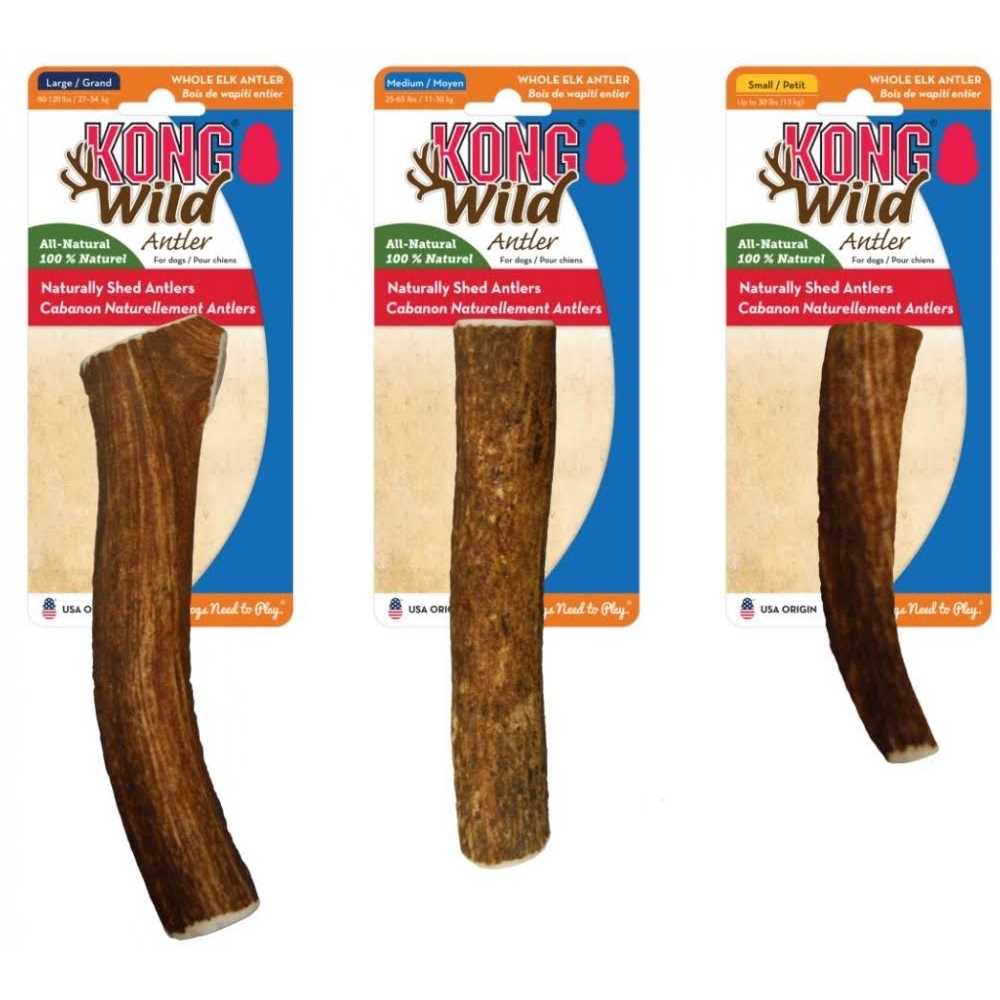 Whole Wild Elk Antler I455