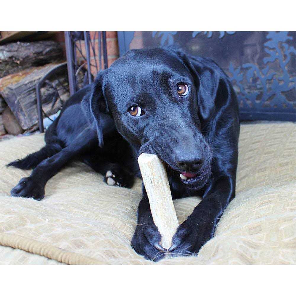 Elk Antlers for Dogs Y20765