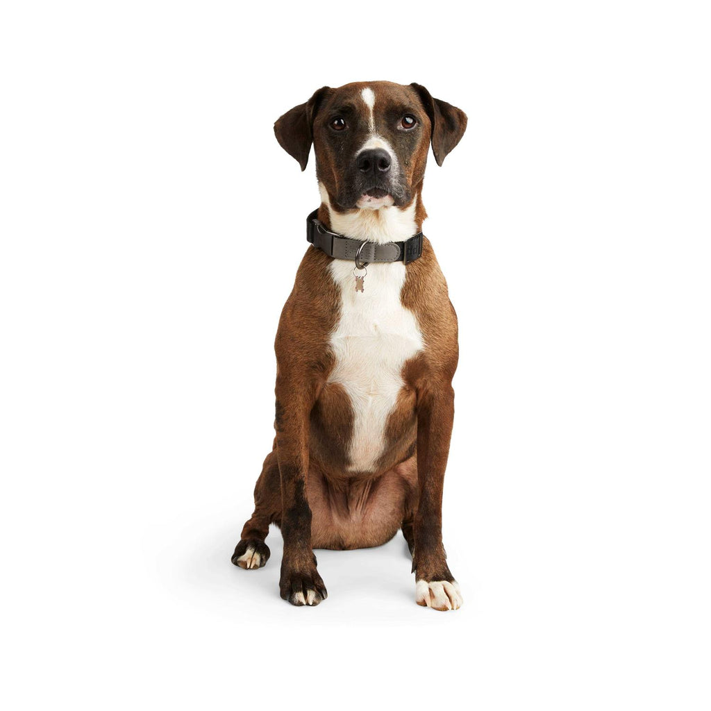 Dog Collar H775714