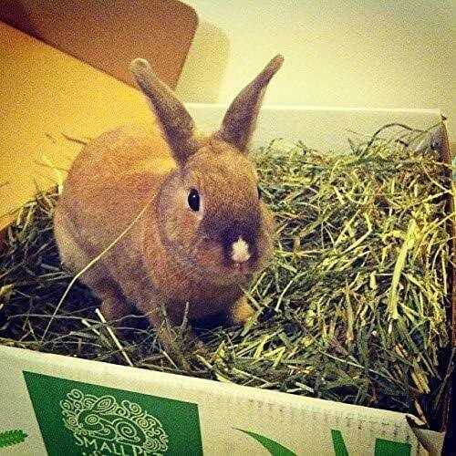 Timothy Hay Pet Food T6363