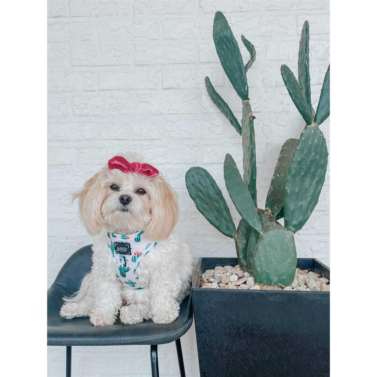 Adjustable Dog Harness D45927