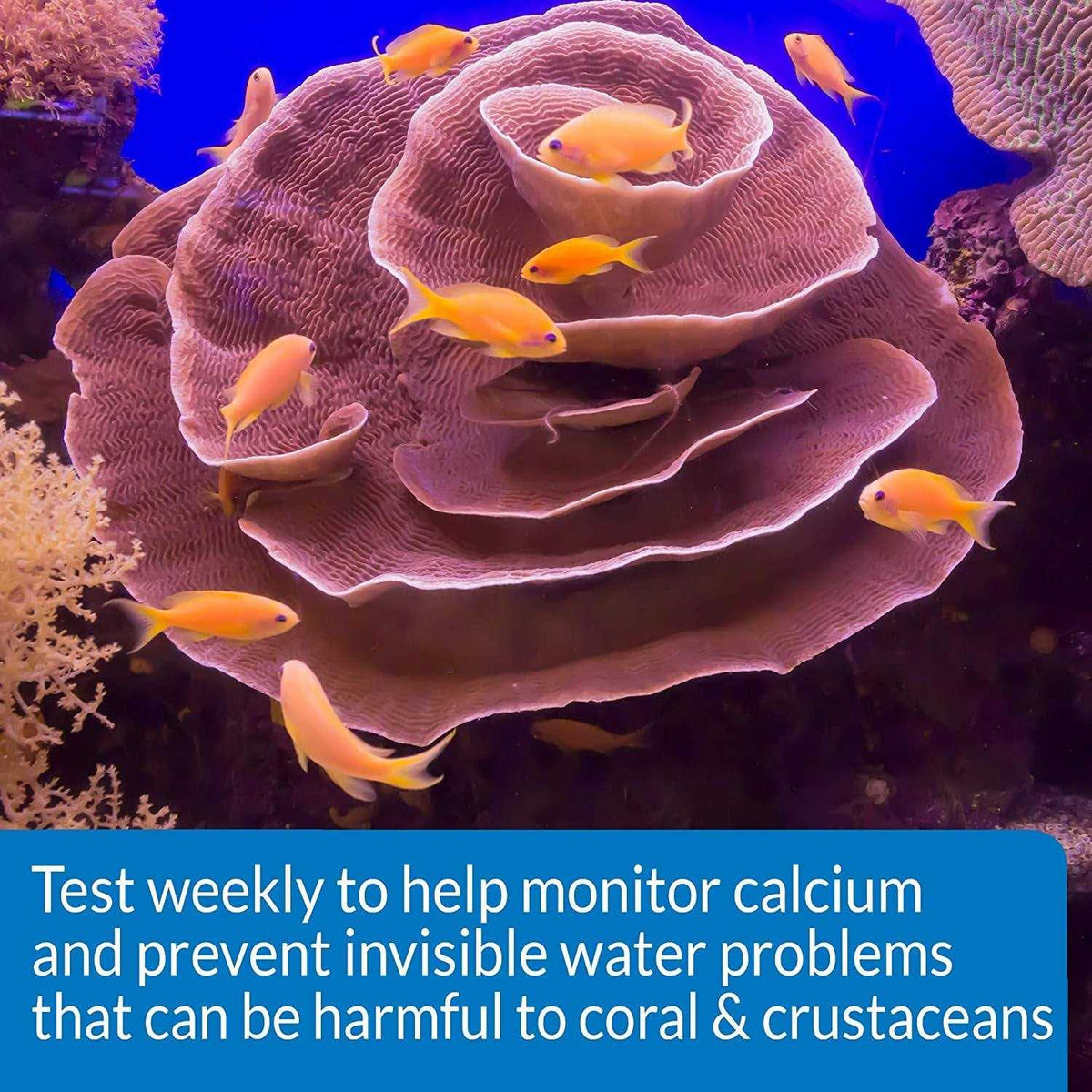 Calcium Test Kit Q934