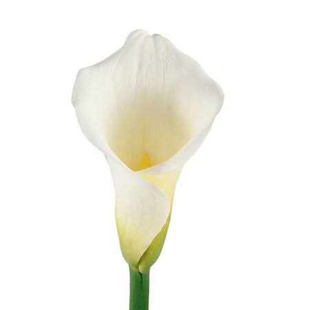 White Calla Lilies 35 Stems 60 cm F93972