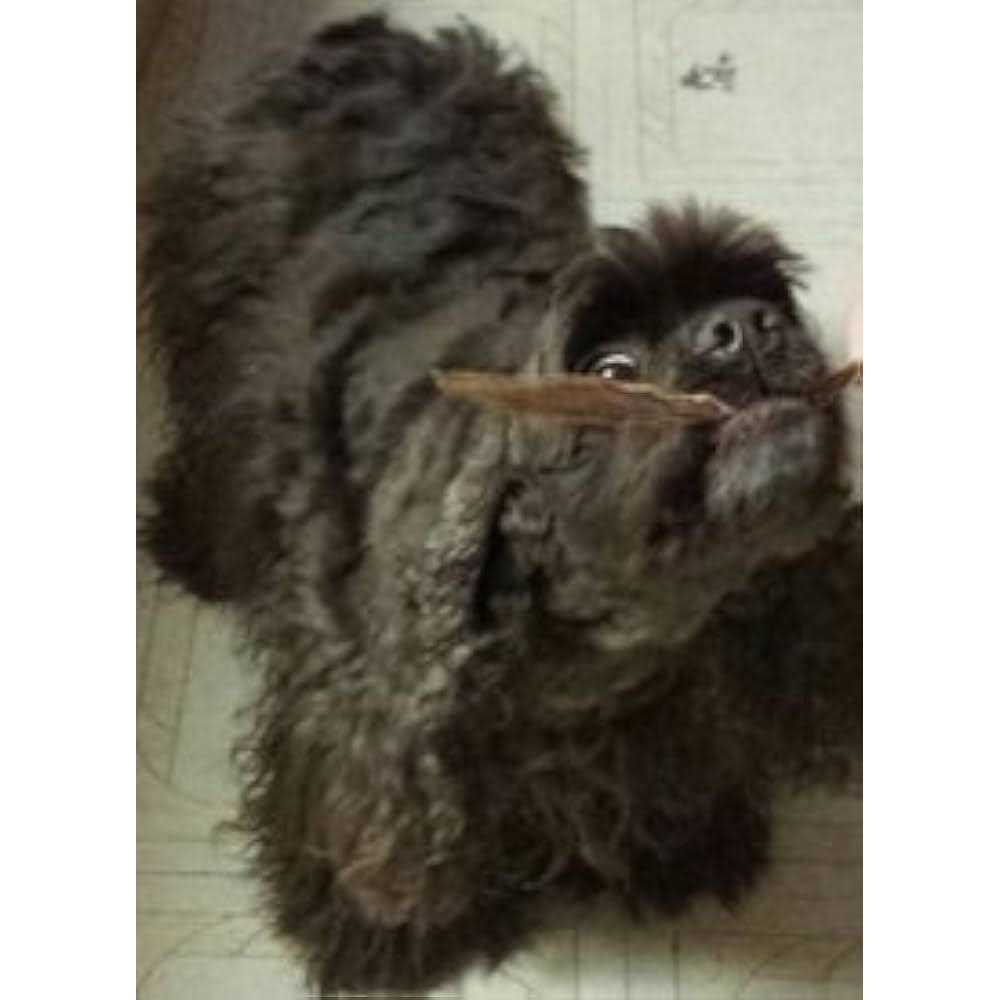 Duck Jerky Strips H101735