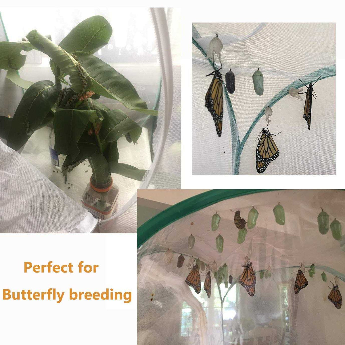 Insect and Butterfly Habitat Terrarium V566