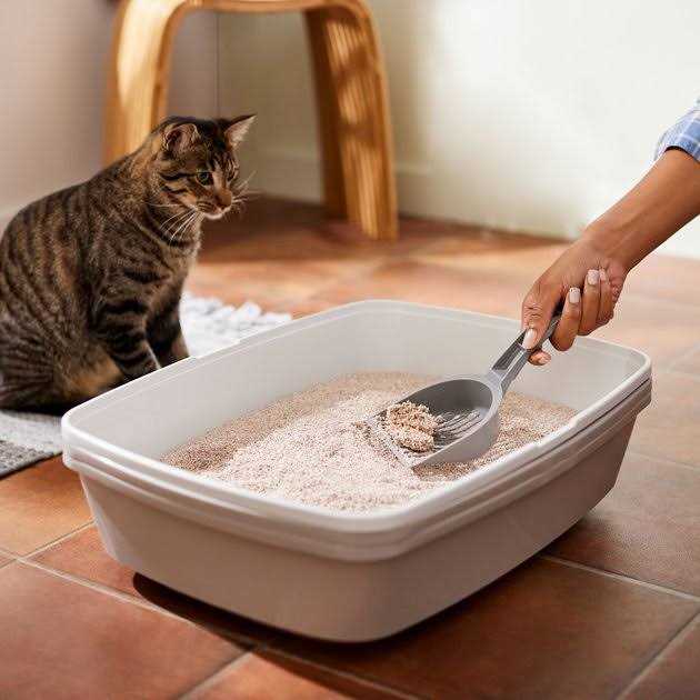 Natural Clumping Grass Cat Litter T156201