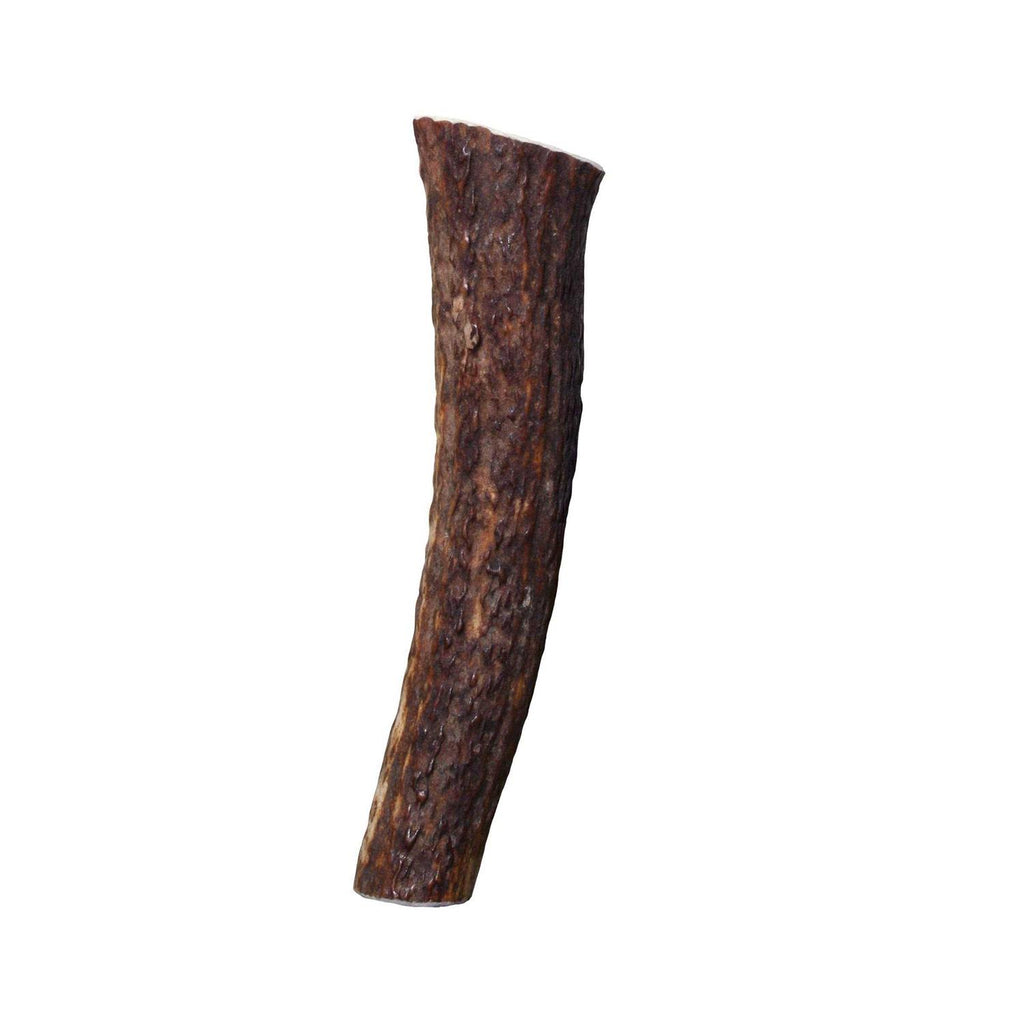 Whole Wild Elk Antler I455