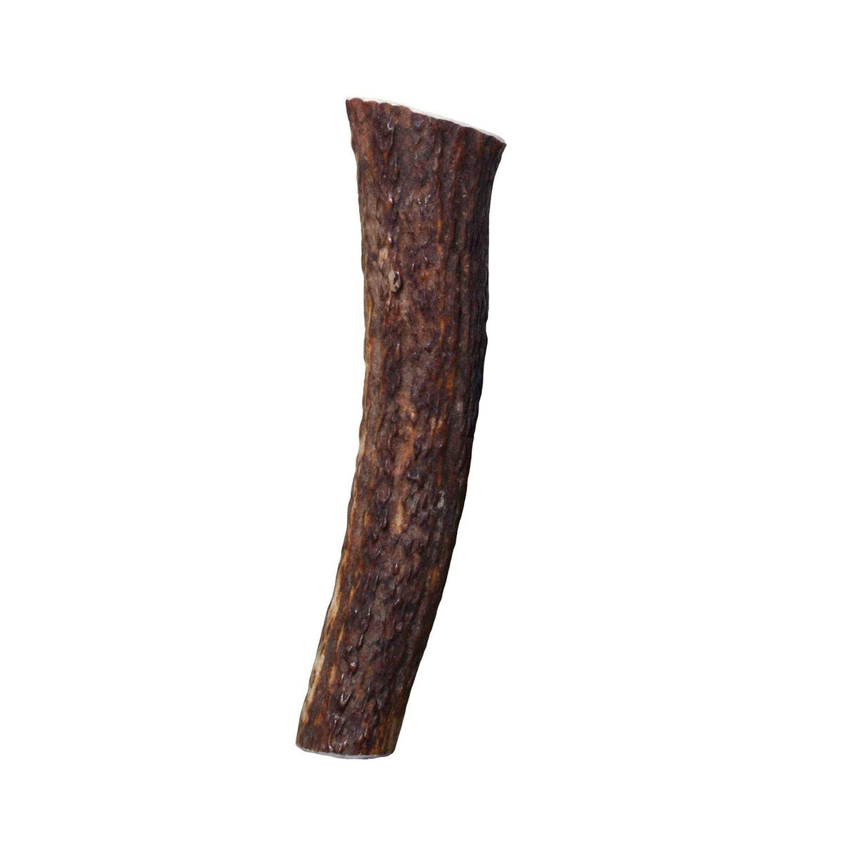 Whole Wild Elk Antler I455