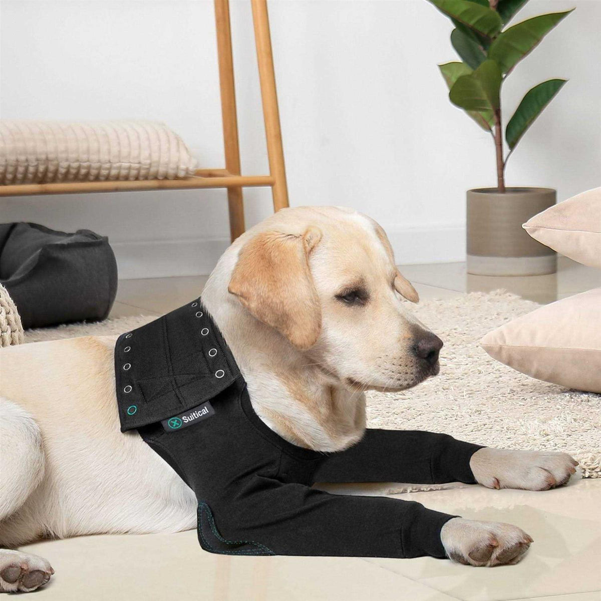 Dog Recovery Sleeves V883346