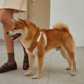 Pet Harness and Leash Set U7363