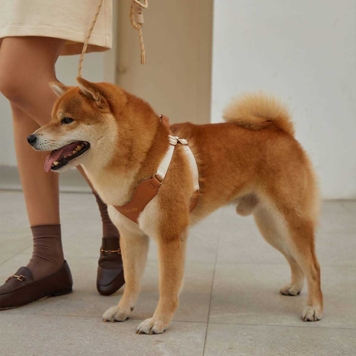 Pet Harness and Leash Set U7363