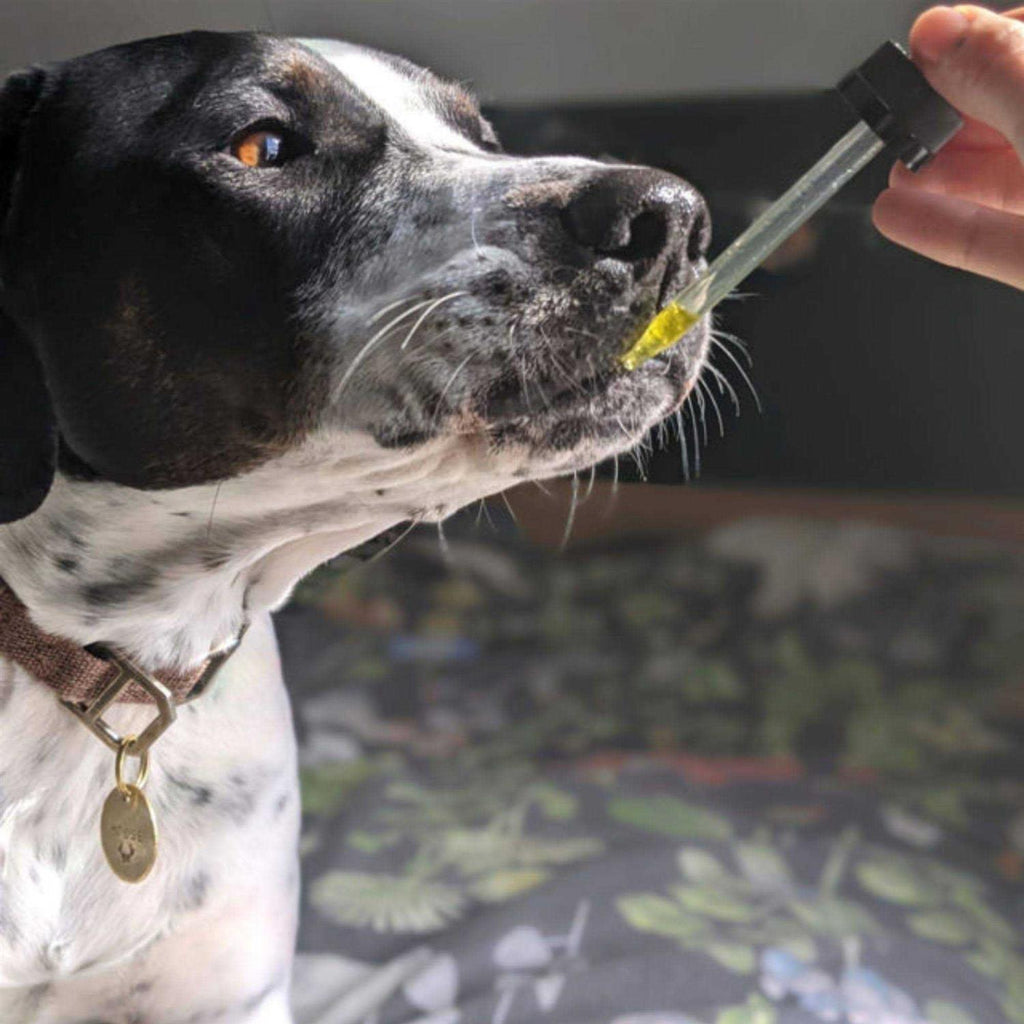 Hemp Oil for Dogs & Cats D266492