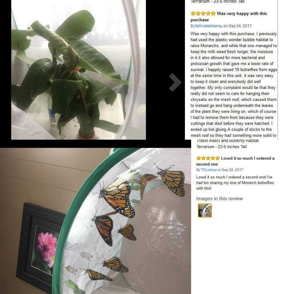 Insect and Butterfly Habitat Terrarium V566