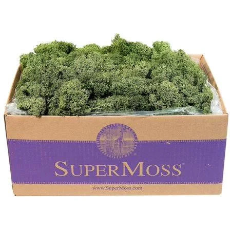 Preserved Reindeer Moss 3 lb Basil M64304
