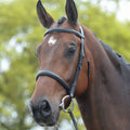 Black Full Bridle S22091