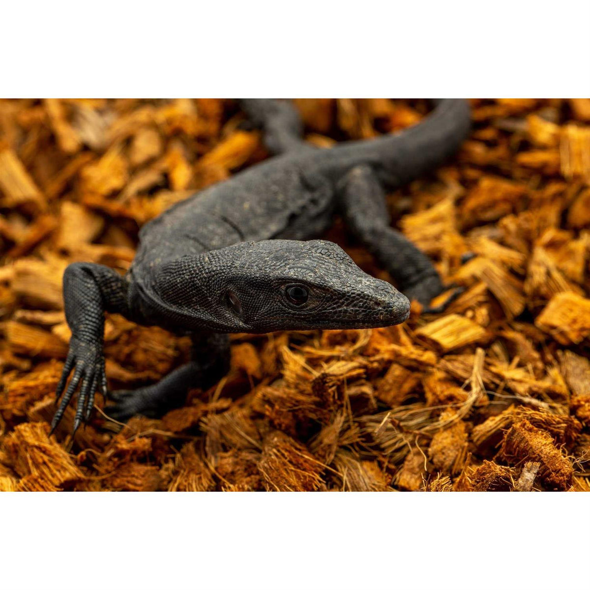Coarse Coconut Husk Reptile Bedding F8141