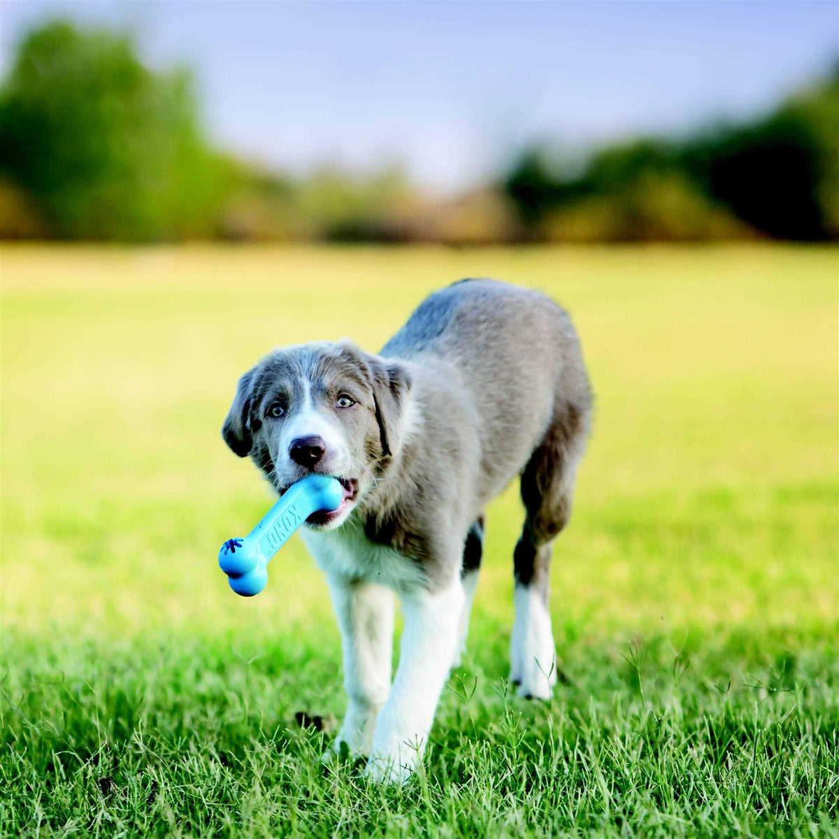 Puppy Toy M257