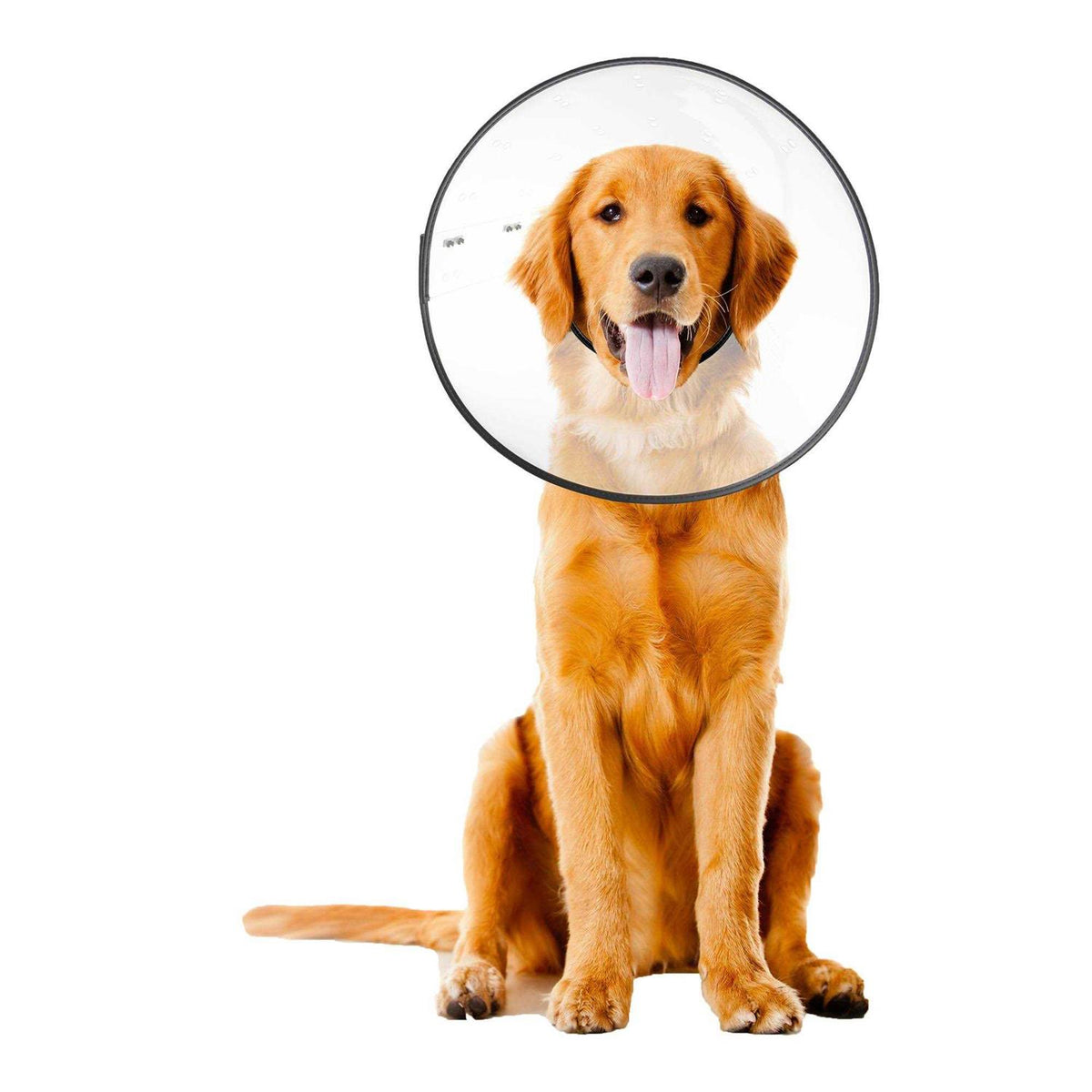 Clear Recovery Collar R167