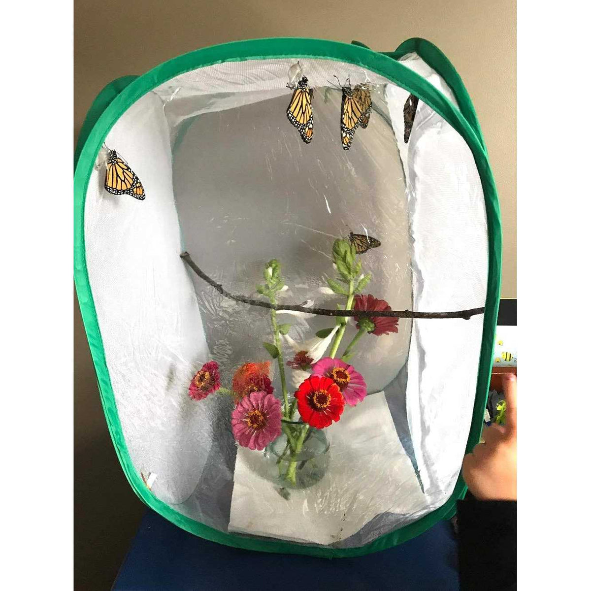 Insect and Butterfly Habitat Terrarium V566