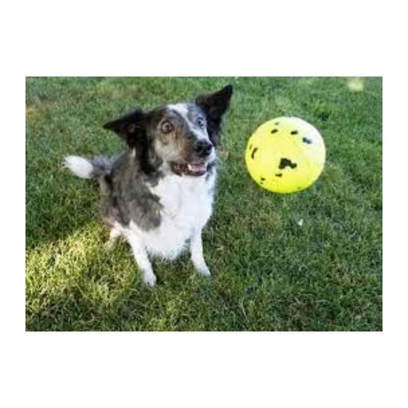Reflex Ball Dog Toy Y8341