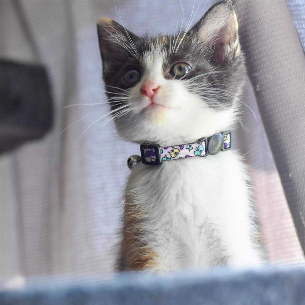 Adjustable Breakaway Kitten Collar M34404