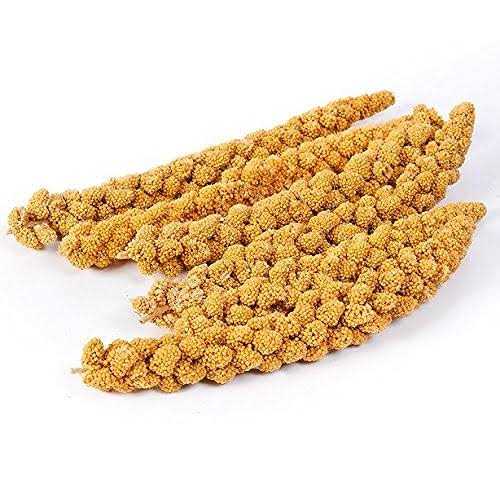 Spray Millet Q591944