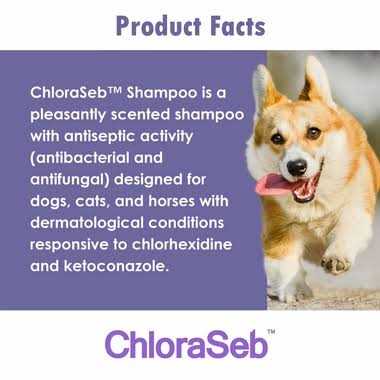 Antiseptic Dog Shampoo B57546