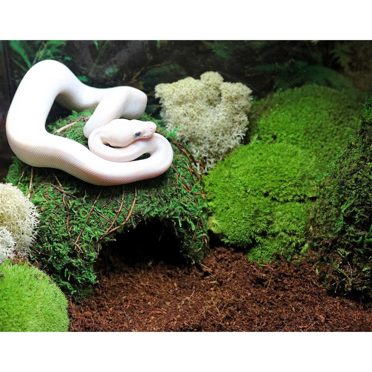 Green Mossy Dome T245