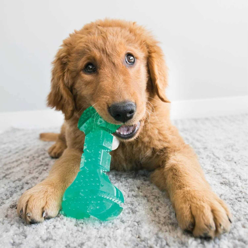 Dental Ball Dog Toy Y7378
