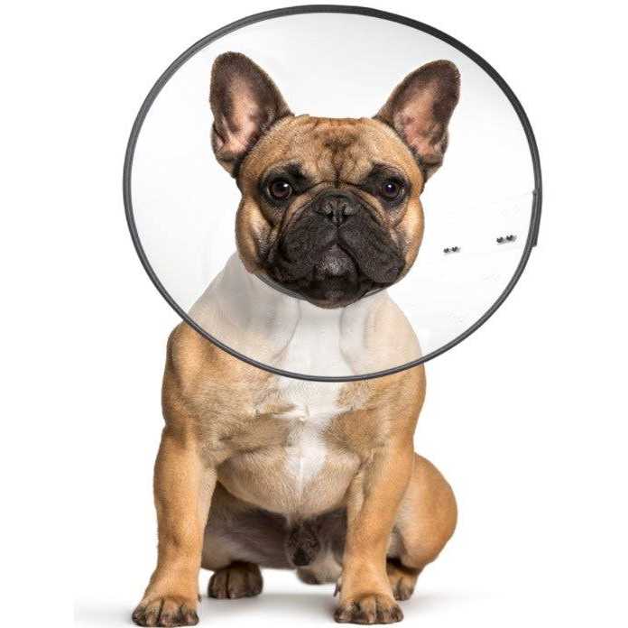 Clear Recovery Collar R167