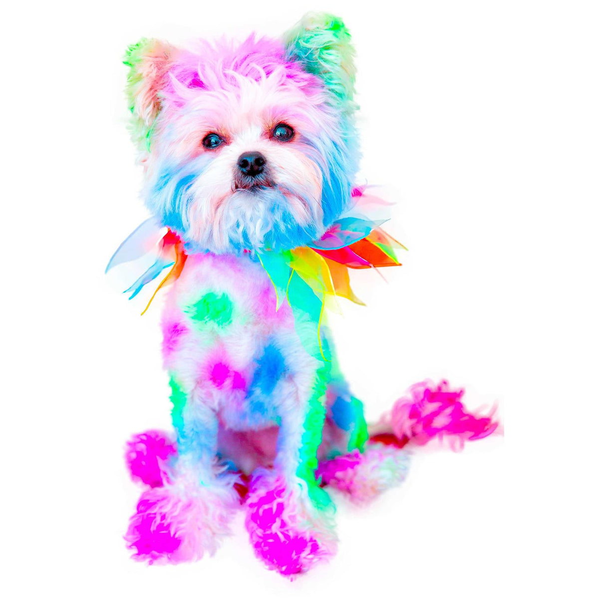 Semi Perm Coat Color Shampoo for Dogs Y408643