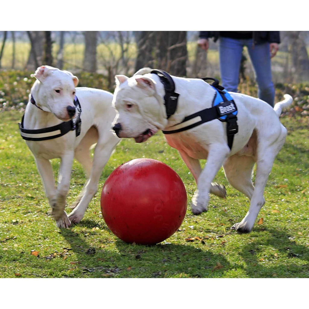 Push n Play Ball Z8828