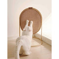 Cat Scratching Post V634019