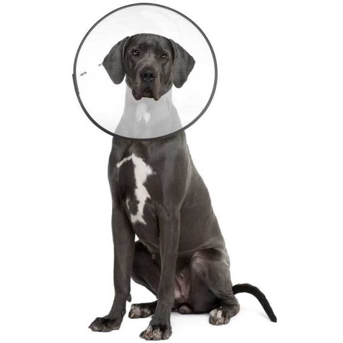 Clear Recovery Collar R167