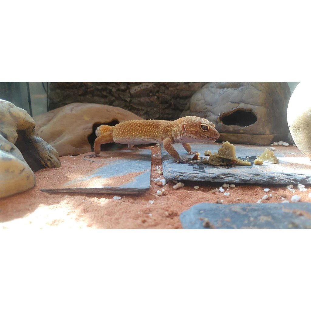 Leopard Gecko Food Complete Gel Diet D24270