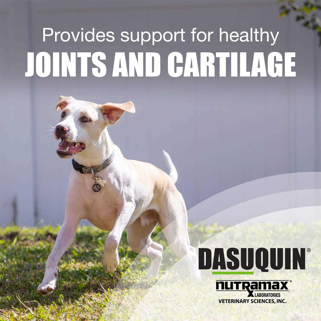 Small/Medium Dogs L377