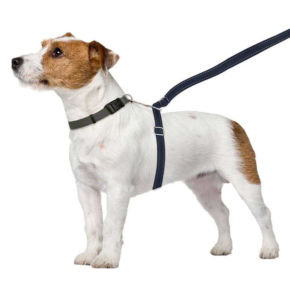 Dog Leash J86579