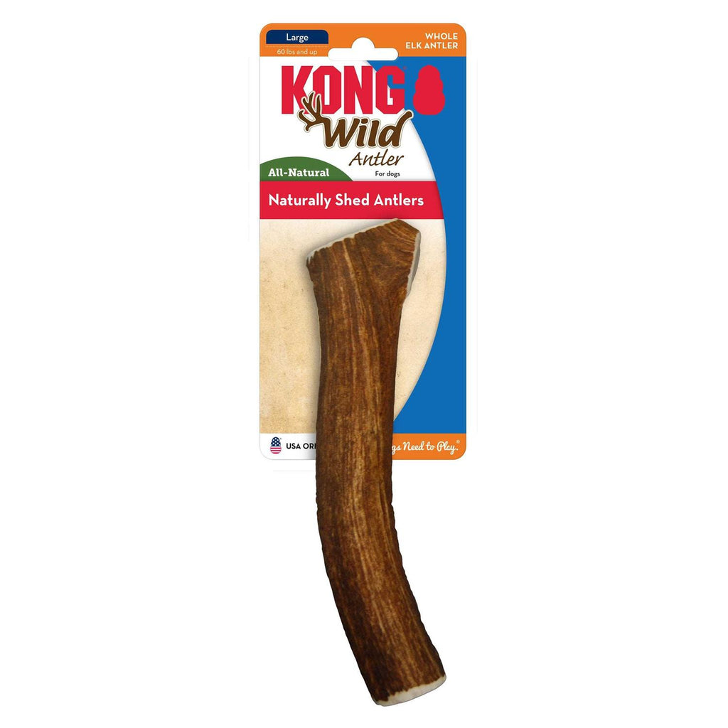 Whole Wild Elk Antler I455